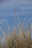 Duingras Katwijk