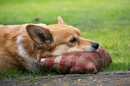 Een Welsh Corgi Pembroke  liggend in het gras met haar snuit op een oud kussen