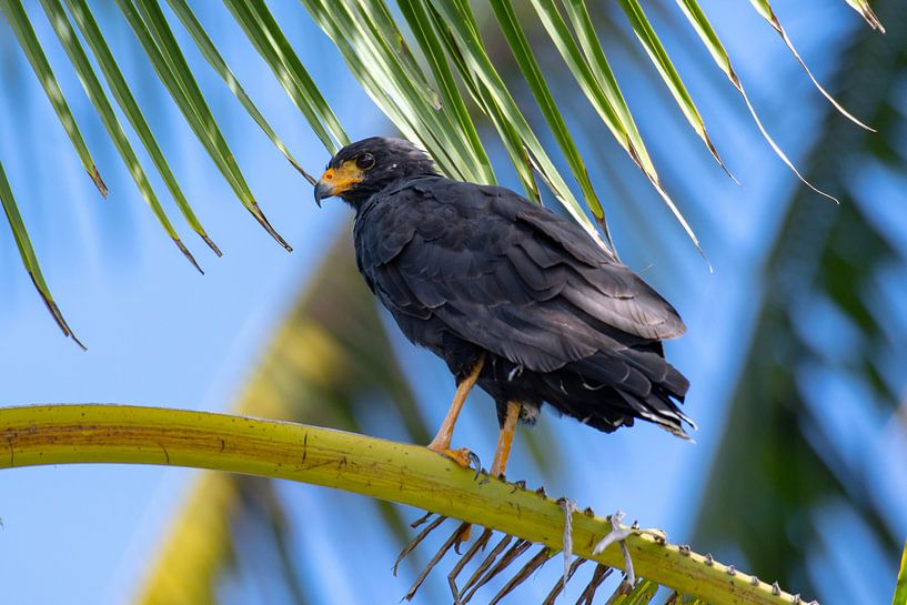 Black Hawk van Merijn Loch