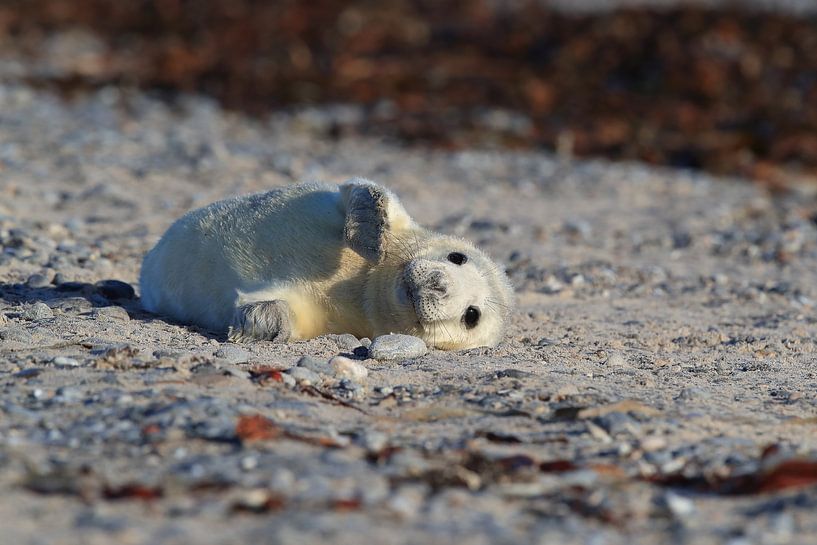 Grey Seal Howler Helgoland Island Germany by Frank Fichtmüller