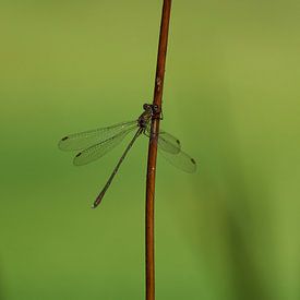 Dragonfly on a twig by Gea van der Veen-Smedeman