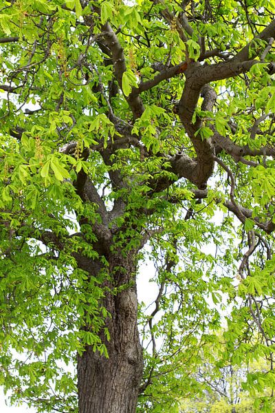 cime d'un châtaignier par Karina Gebert