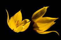Bostulp, Tulipa sylvestris par AGAMI Photo Agency Aperçu