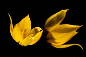 Wild Tulip, Tulipa sylvestris. sur AGAMI Photo Agency