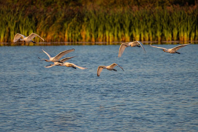 Spoonbills in flight over the water at sunset. by Brian Morgan