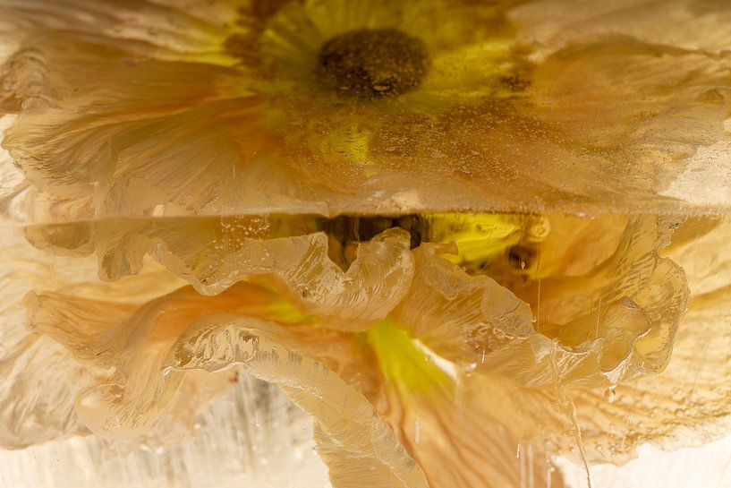 Mohn in Eis 3 von Marc Heiligenstein