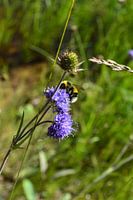 Happy bee