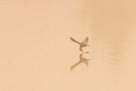 Vissende Visdief van Edwin Benschop