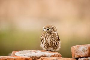 Hibou sur Bart Vodderie