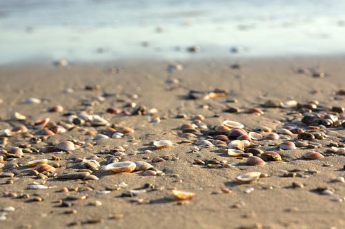 Schelpen strand