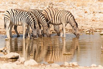 Zebra's op een rij aan het drinken in Etosha van Simone Janssen