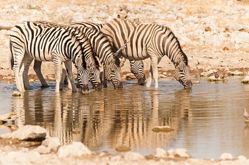Zebras beim Trinken in einer Reihe in Etosha
