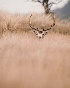 Is de kust al veilig met al die fotografen?