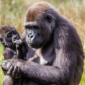 Moeder en kind (gorilla) von Harry van den Brink