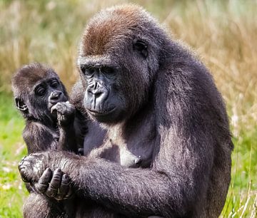 Moeder en kind (gorilla) van Harry van den Brink