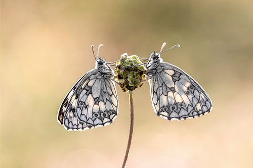 Les damiers dans la rosée du matin sur Petra van der Zande