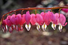 the washing line by Jo Beerens