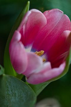 roze tulp close up van Lindy Schenk-Smit