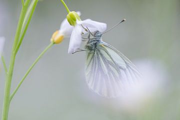 Weiß geädertes Weiß auf der Kuckucksblume von Danny Slijfer Natuurfotografie