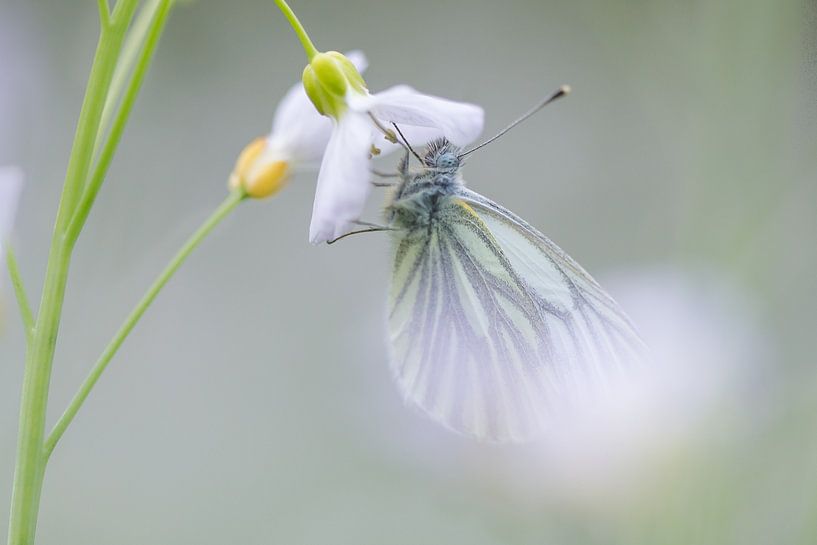 White-veined white on cuckoo flower by Danny Slijfer Natuurfotografie