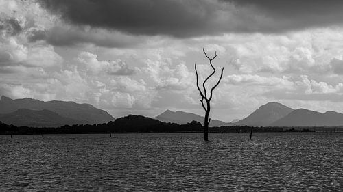 Lonely sentinel