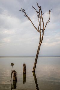 Ertrunkener Baum im See