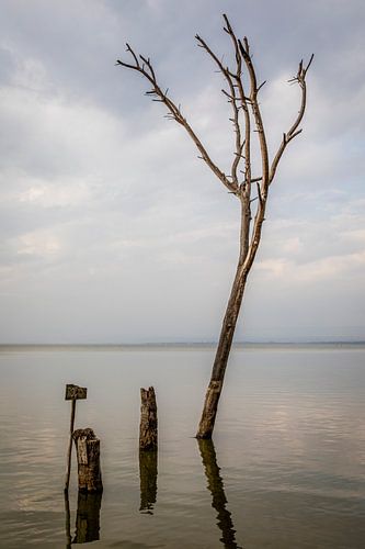 Drowned tree in lake
