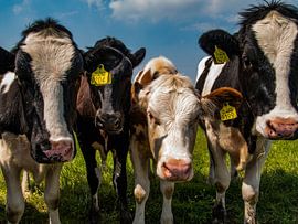 Curious cows by Karen de Geus