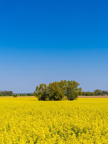 Rape field in blossom and trees near Parkentin in springtime