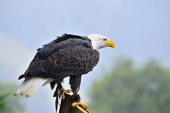 Stolzer Seeadler im Profil