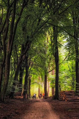 Paardrijden in het bos