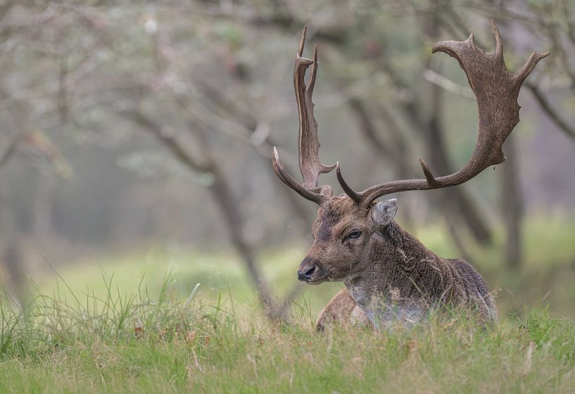 Fallow deer in the AWD by Lies Bakker