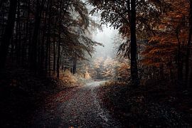 Chemin forestier 011 sur Oliver Henze