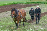 Mit dem Zugpferd und der Hand zum Pflügen Farbe