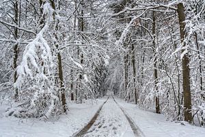 Winterwald am Wanderweg No. 5