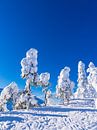 Landscape with snow in winter in Ruka, Finland by Rico Ködder thumbnail