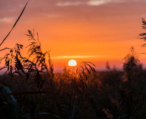 Zonsopkomst vanuit het riet