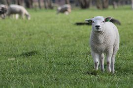 Schaap van Henrico Van der Dussen