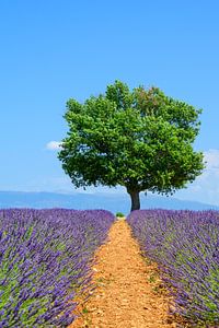 Blühender Lavendel in der Provence an einem Sommertag
