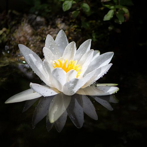 Witte waterlelie in de tuinvijver