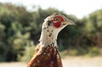 Nahaufnahme Fasanenkopf