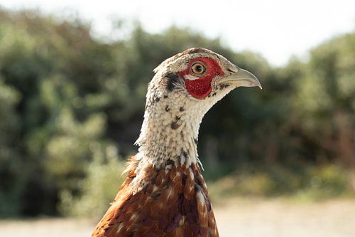 Close-up pheasant head