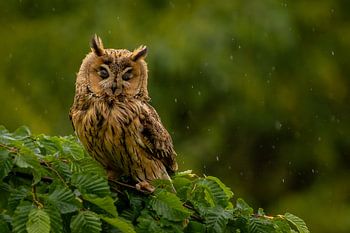 Augen geschlossen und Schnäbel geschlossen