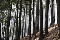 Bomen in de mist van Zonnig op Reis thumbnail