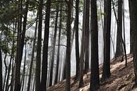 Trees in the fog