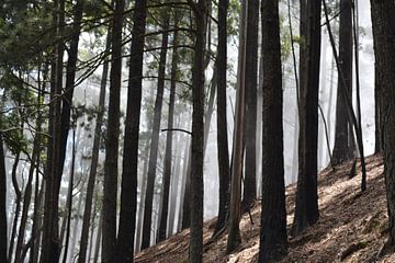 Des arbres dans le brouillard sur Zonnig op Reis
