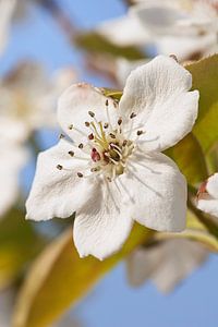 Sonnenbeschienene weiße Blumen mit unscharfem Hintergrund vor einem blauen Himmel von Tony Vingerhoets