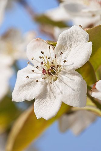 fleur blanche avec un fond flou Sunlit contre un ciel bleu