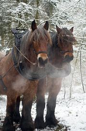 Chevaux de travail dans la neige 5912003162 photographe Fred Roest sur Fred Roest