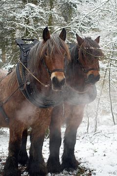 Werkpaarden in de sneeuw 5912003162 fotograaf Fred Roest van Fred Roest